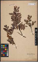 Foto von Salix aurita L. x Salix myrtilloides L.